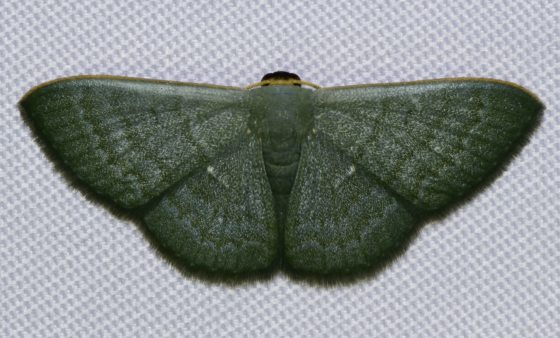 【生物多样性在新山/01】走入新山荒林,探寻珍贵的生命物种