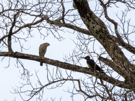 【生物多样性在新山/01】走入新山荒林,探寻珍贵的生命物种