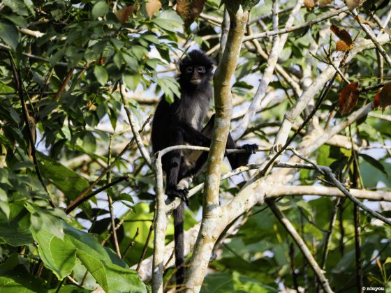 【生物多样性在新山/01】走入新山荒林,探寻珍贵的生命物种