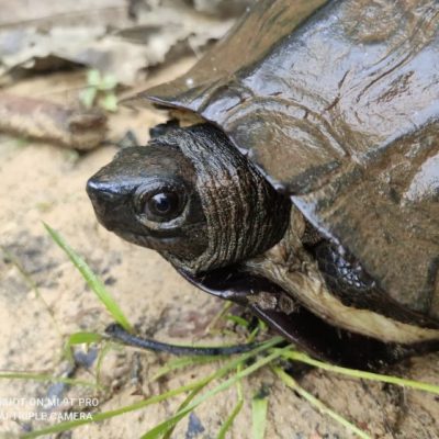 【生物多样性在新山／02】生态普查空白，保育行动缓慢，生态教育匮乏，我们应该如何补救？