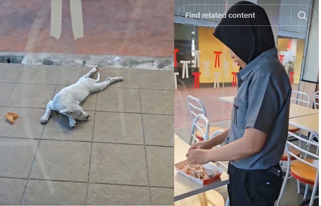 不忍流浪狗挨饿 KFC女店员撕炸鸡喂食获赞