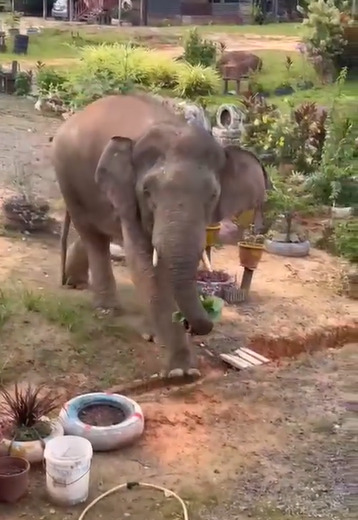 不速之“象”到访家门,网:“动物园门票都省了”