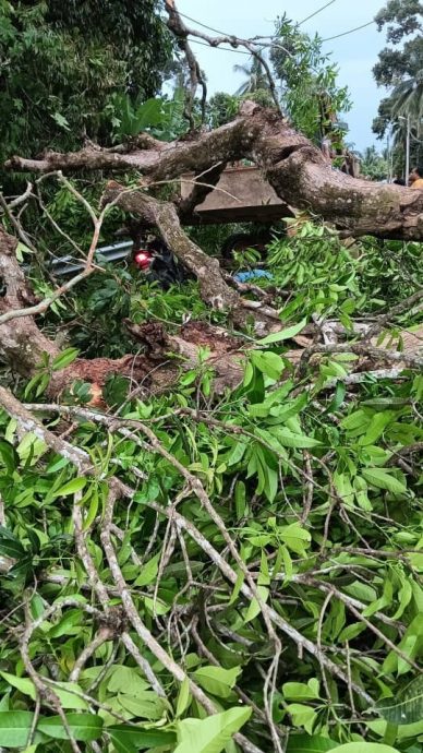 东(已签发):摩托车骑士遭树枝压死