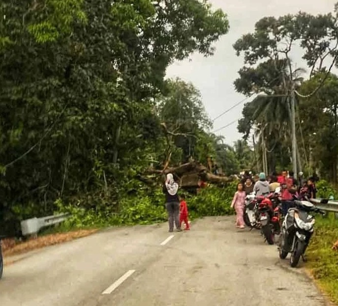 东(已签发):摩托车骑士遭树枝压死