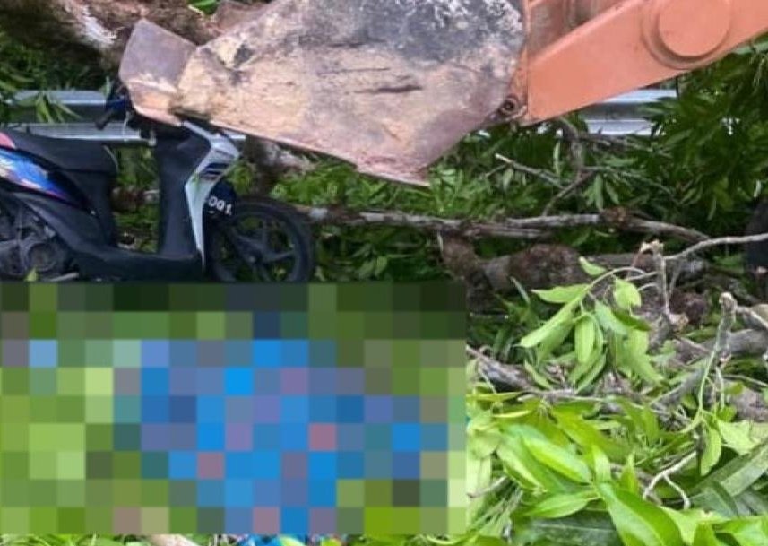 东(已签发):摩托车骑士遭树枝压死