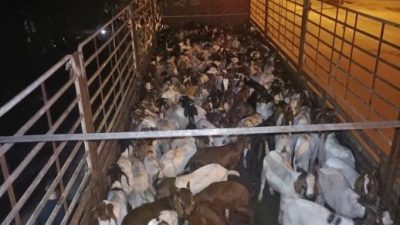 警察普通行动部队  起获逾200头走私羊及绵羊
