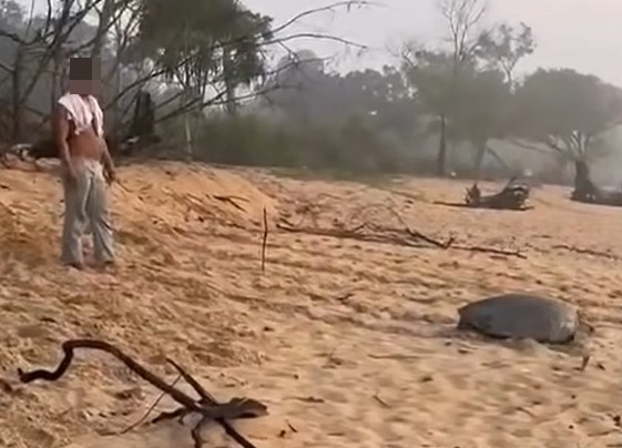 东：已签发：“海龟疑上岸产卵途中遭三男强行抬走”影片疯传，网民怒吼：执法单位必须严惩！