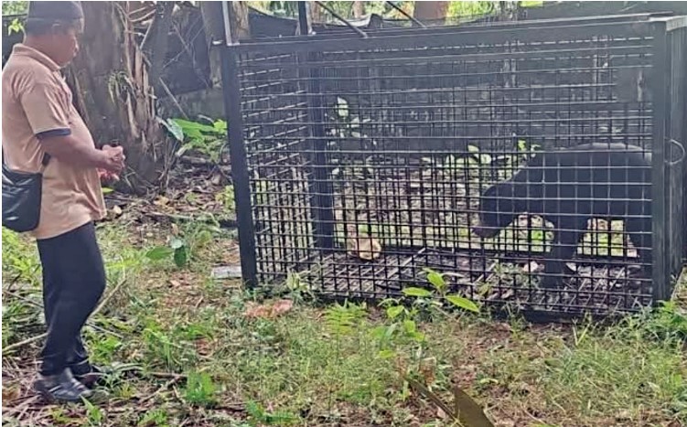 东：已签发：登州野生动物保护及国家公园局成功捕捉一只近日在甘榜巴当宾一带游荡的马来熊。