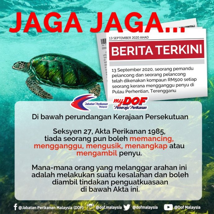 东：（已签发）彭亨州渔业局严正看待海龟被3男抬走阻碍产卵事件