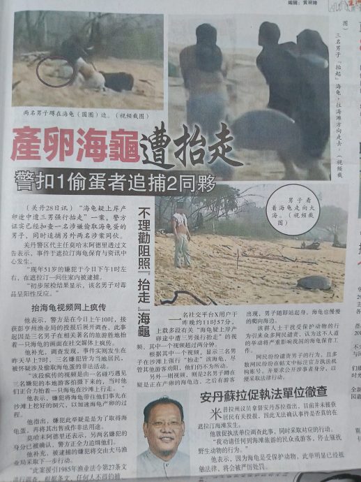 东：（已签发）彭亨州渔业局严正看待海龟被3男抬走阻碍产卵事件