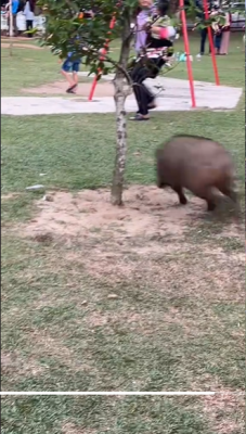 东:(已签发)野猪乱入公园 游乐场上狂奔