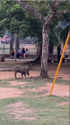 东:(已签发)野猪乱入公园 游乐场上狂奔