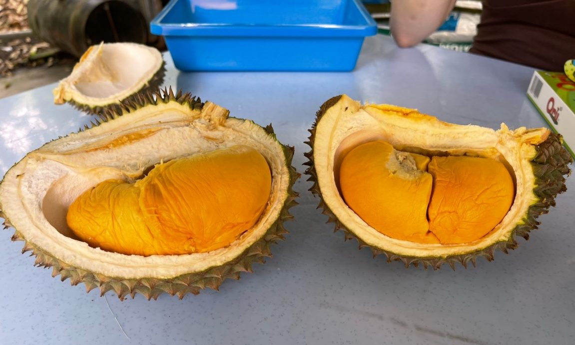 东：（未签发）品质不达标，产量增加，黑刺价格首次低于猫山王