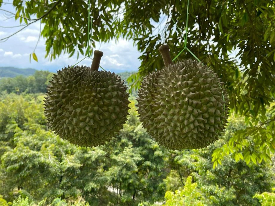 东：（未签发）品质不达标，产量增加，黑刺价格首次低于猫山王