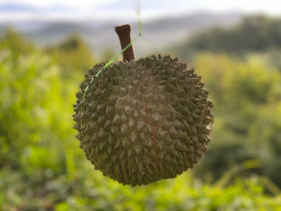东：（未签发）品质不达标，产量增加，黑刺价格首次低于猫山王