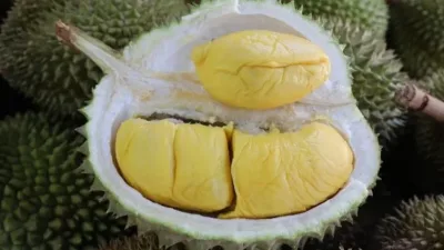 榴梿出口剧减六成  越南出口企业叫苦