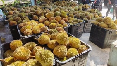 产量激增行情欠佳 榴梿大跌价