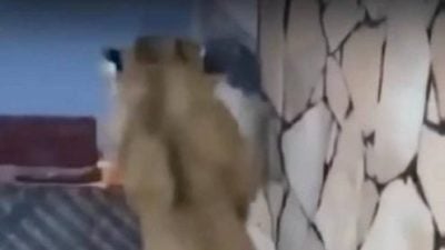 任由宠物狮子追逐攻击员工 网抨富豪残忍不人道