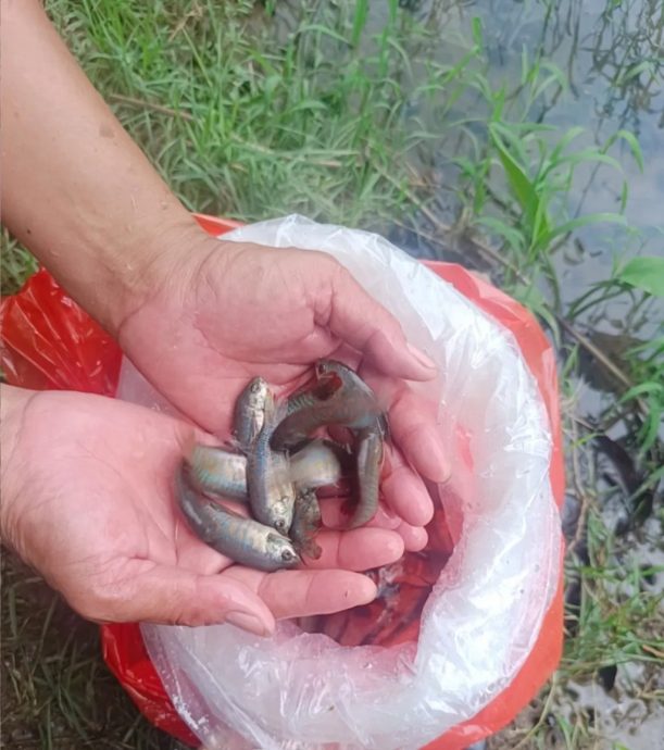 佛山基孔肯雅热疫情超往年 投放鱼苗阻蚊媒