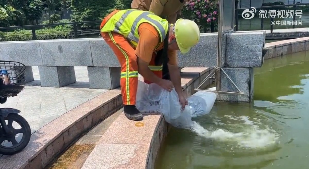 佛山基孔肯雅热疫情超往年 投放鱼苗阻蚊媒