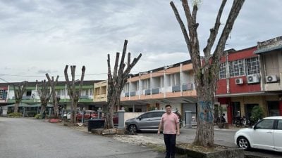 枝桠延伸店屋惹民忧　武吉则当商区树木终获修剪