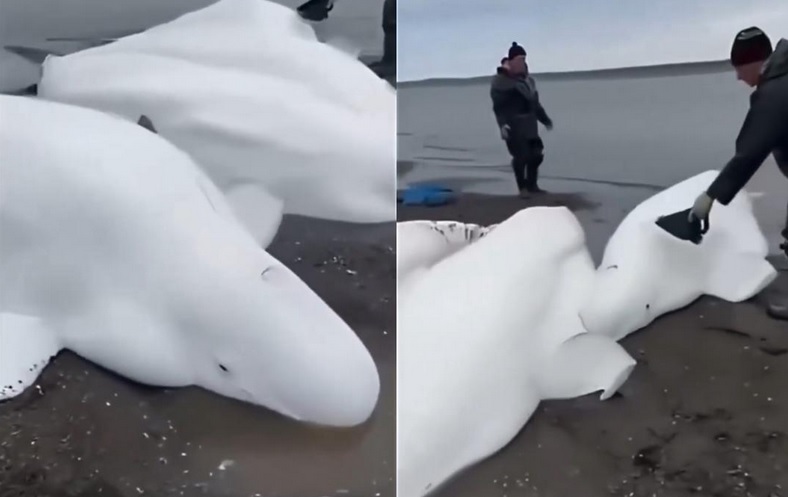 俄罗斯8.8级强震|与感知地震预兆无关 5白鲸搁浅海滩是旧视频 