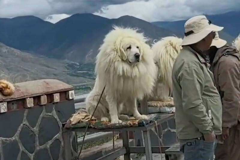 假的！西藏景点合影“藏獒”竟是“拉布拉多”假扮掀网热议