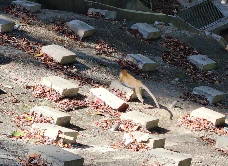 免野猴翻桶污染环境 登拉律山者受促将垃圾带下山 