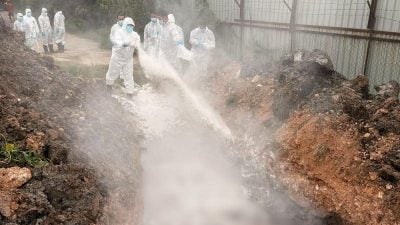 威北3养猪场有猪瘟 兽医局速埋死猪消毒
