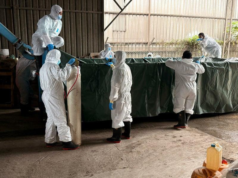 全国要吗？（大北马）威北埋葬猪只