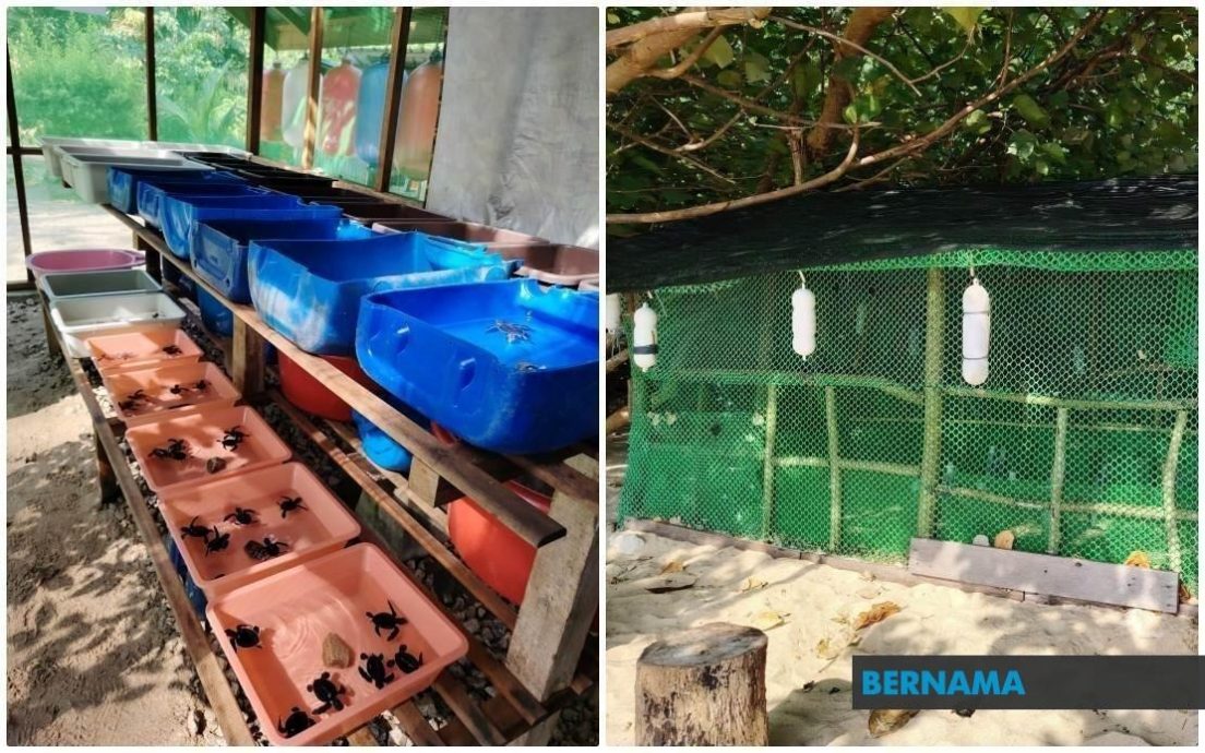 暖势力：刁曼岛岛民守护自然遗产