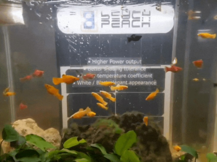 全国：求真：网传太阳能光电板毒素污染水库，经查正常使用无污染疑虑