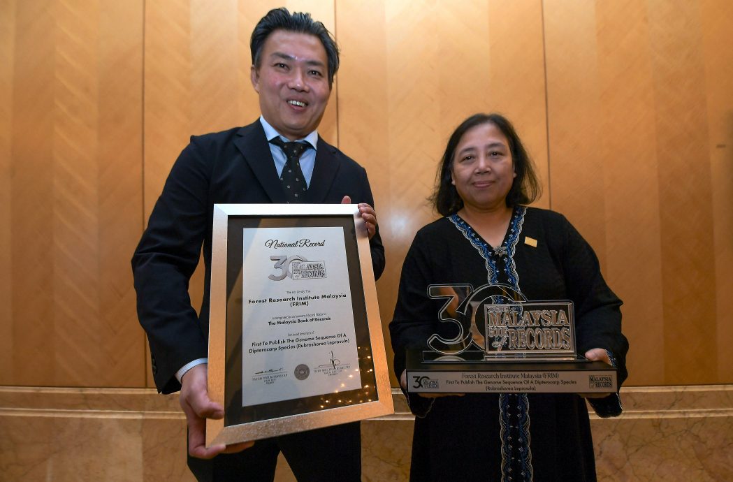 全球首发铜红娑罗树基因组序列 FRIM获大马纪录大全认证