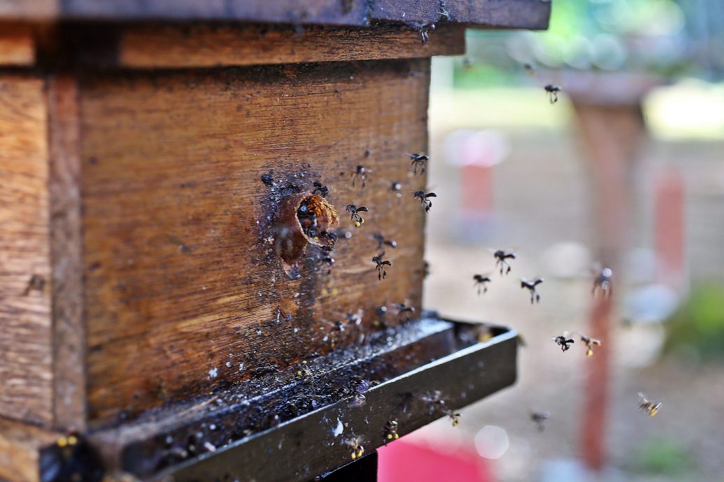 养蜂种蚝菇 军人家属创造收入