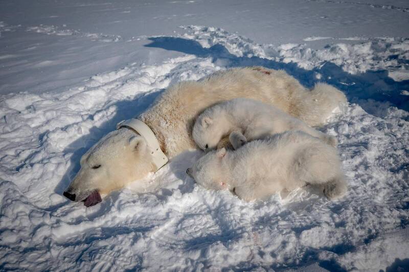 北极熊饿到吃海草 体内验出PFAS污染物 生存面临新威胁