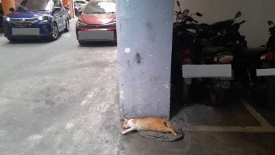 十数只猫咪被毒杀抛下楼 疑虐猫狂重现组屋居民报案