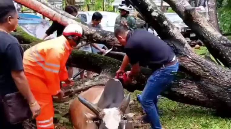 台风“韦帕”肆虐波及泰国普吉岛 2中国游客遭大树砸中、巨浪卷走亡