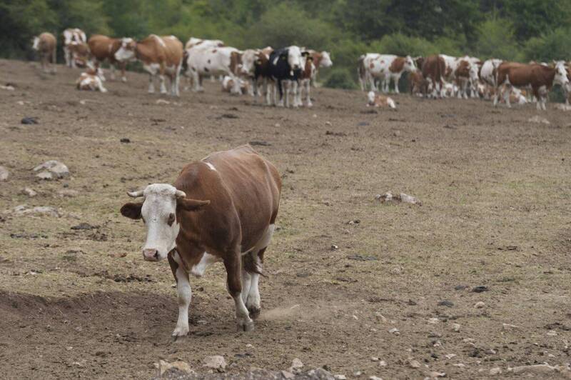 塞尔维亚面临近年最严重乾旱 山区以水箱取代泉水应急