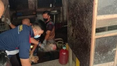 排屋后建鸡寮臭死了 市局开罚单 充公37鸡