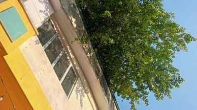 峇冬加里利加玛商业中心   店屋上大树摇摇欲坠