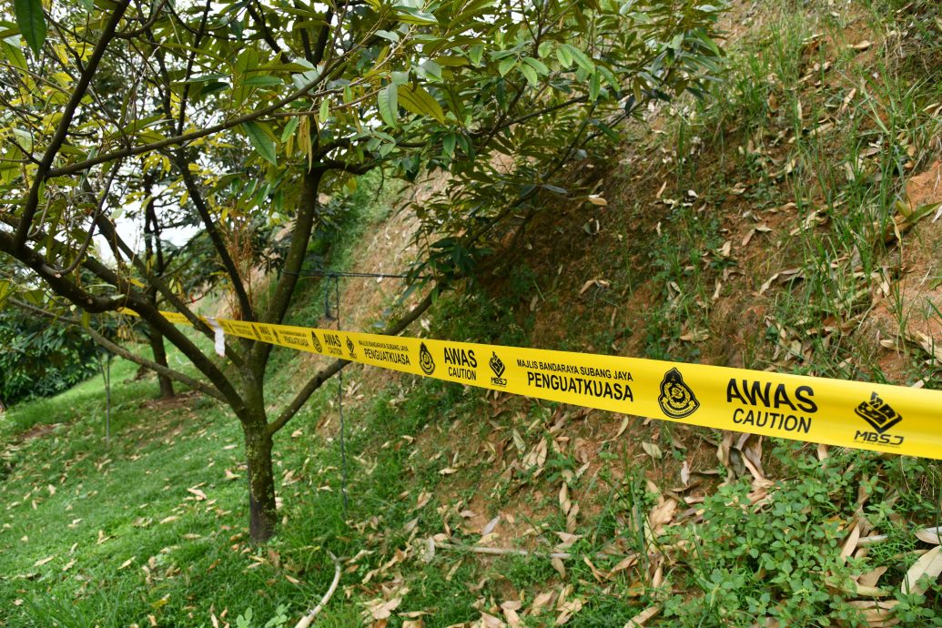 大都会/封面/山坡惨变私人榴梿园