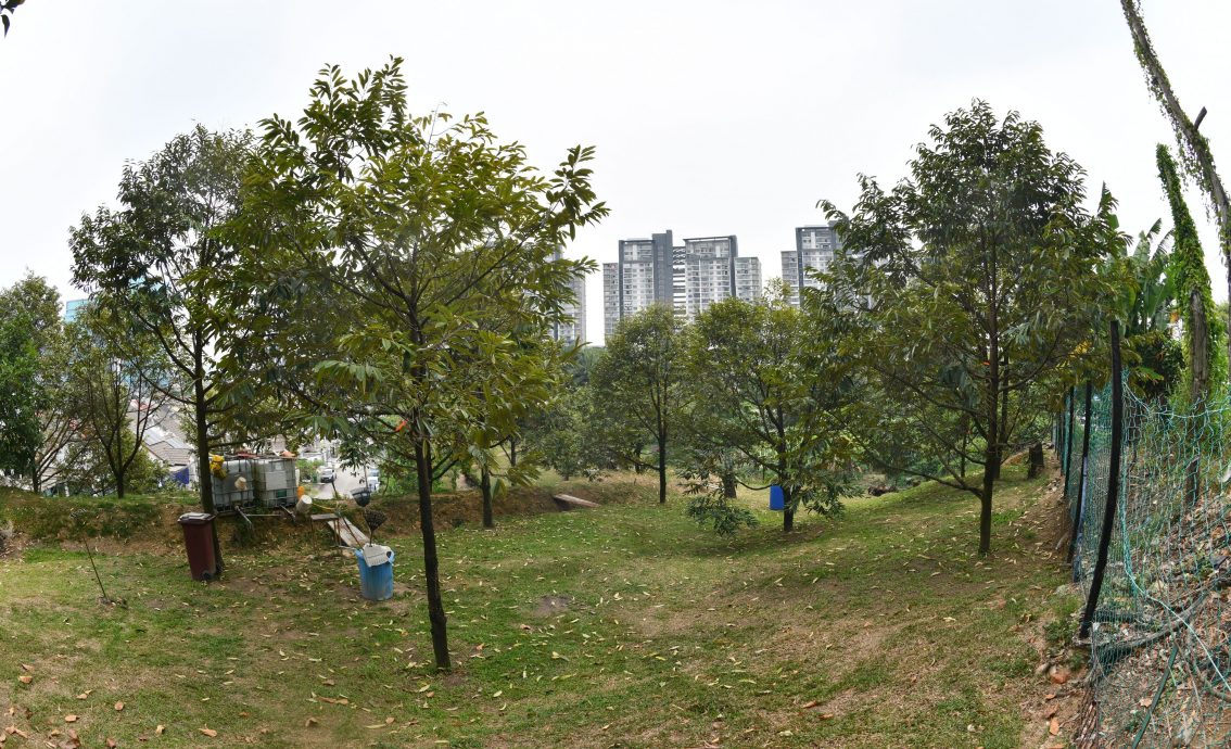 大都会/封面/山坡惨变私人榴梿园