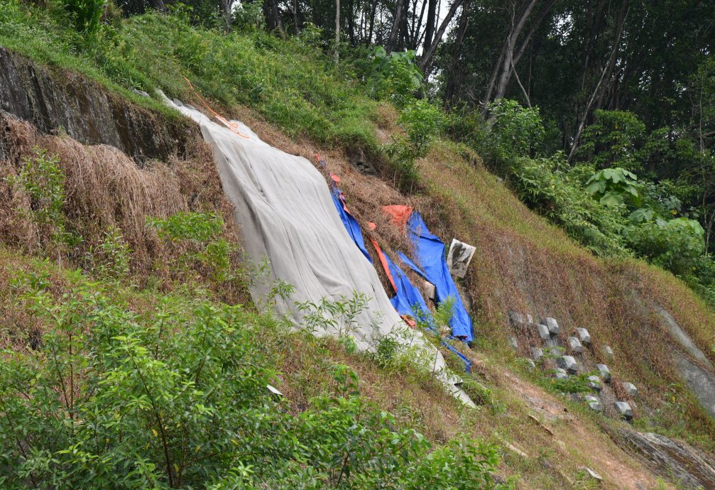 大都会/封面/山坡惨变私人榴梿园