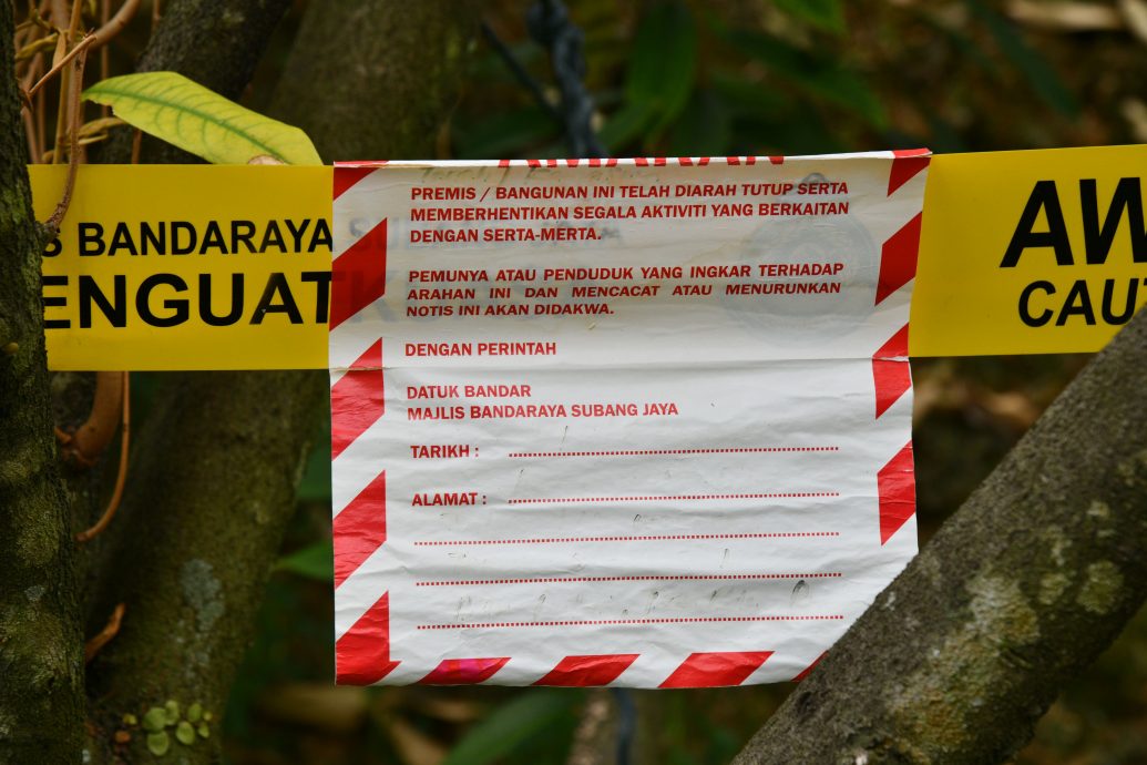 大都会/封面/山坡惨变私人榴梿园