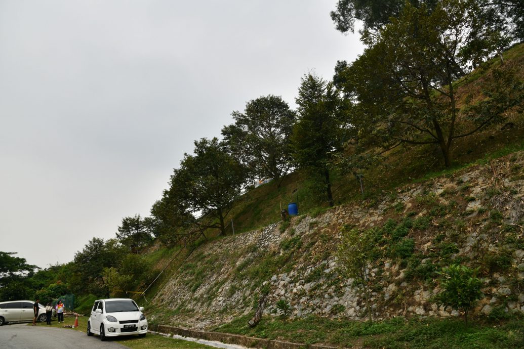 大都会/封面/山坡惨变私人榴梿园