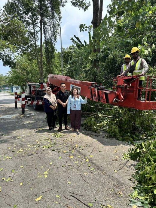 大都会/皇冠城本嘉瓦2/2路旁的逾10棵大树终于砍掉