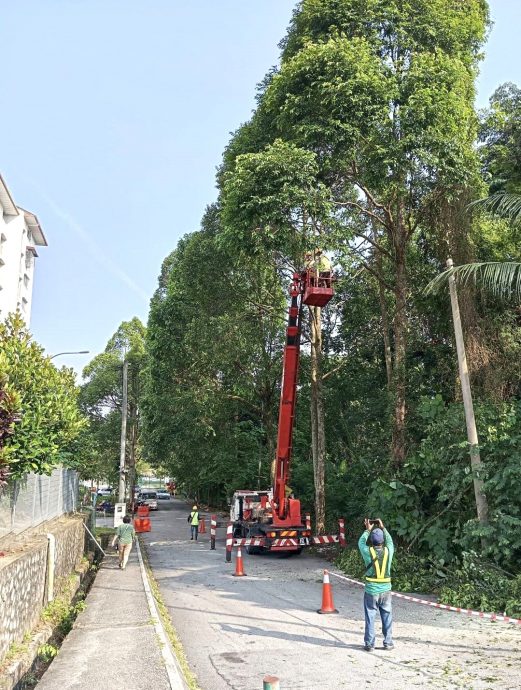 大都会/皇冠城本嘉瓦2/2路旁的逾10棵大树终于砍掉