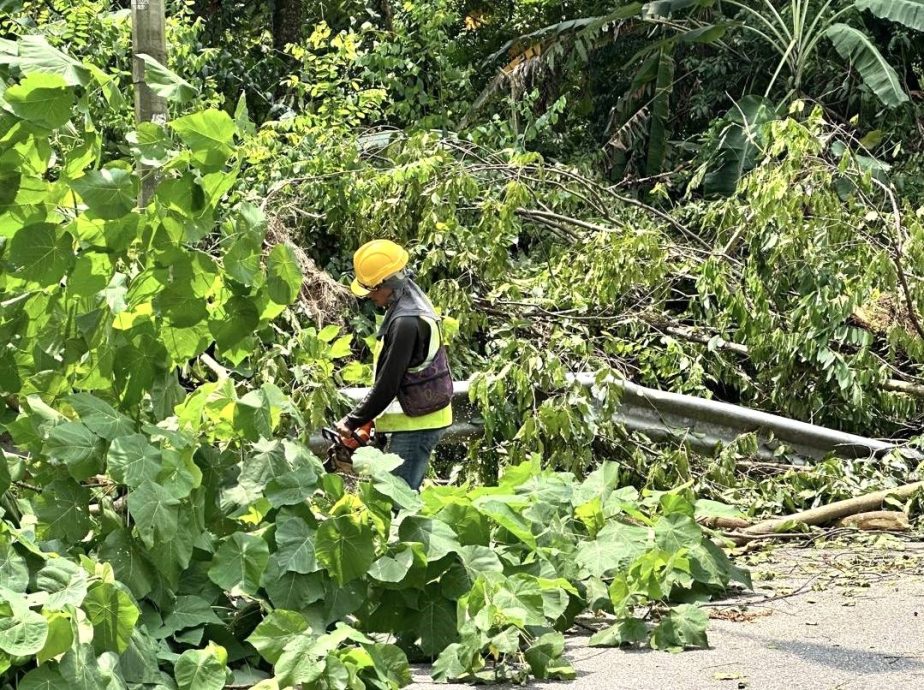 大都会/皇冠城本嘉瓦2/2路旁的逾10棵大树终于砍掉