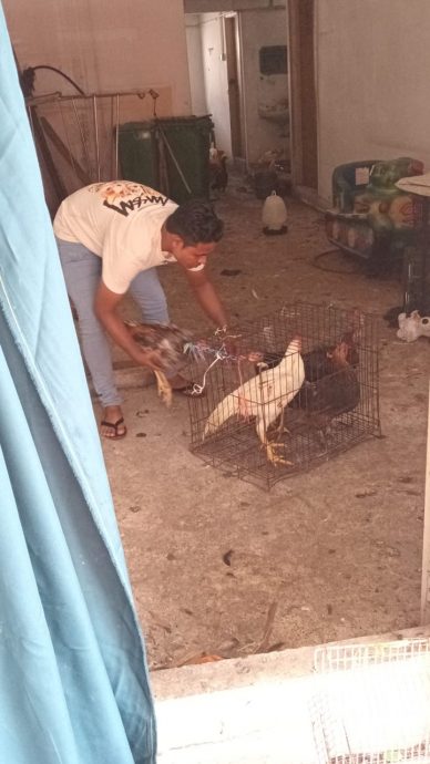 大都会签发上网/me03头/罗兴亚人侵占隔壁空屋成养鸡场臭不可当