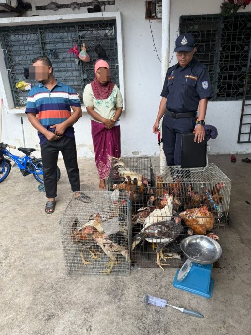 大都会签发上网/me03头/罗兴亚人侵占隔壁空屋成养鸡场臭不可当